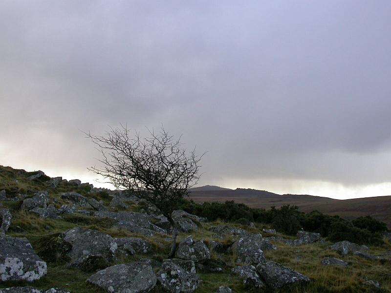 Dartmoor Tree.jpg